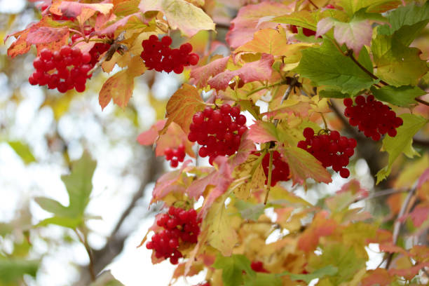 istock Viburnum berries on bushes in autumn - Gilaburu 1211937223