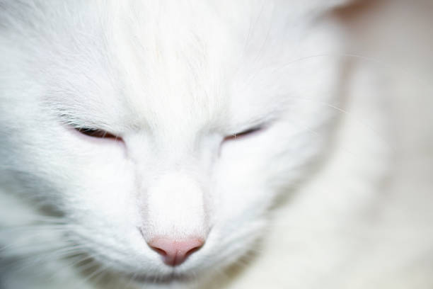 istock close up portrait of white cat face with beautiful half-closed eyes before sleeping selective focus. 1211938126