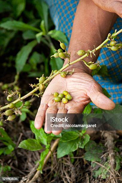 Sementes De Cardamomo - Fotografias de stock e mais imagens de Cardamomo - Cardamomo, Flora, Arbusto