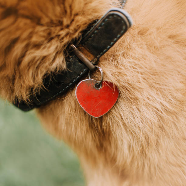 old collar with id tag on a red dog, close up close up of an old dog collar with id tag on a red dog collar stock pictures, royalty-free photos & images