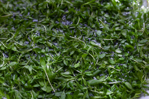 istock Full Frame Shot Of Chopped Green Leaves 1211942373