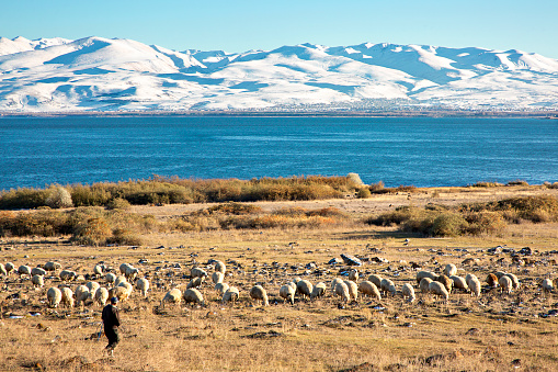 Lake Sevan, Armenia - November 3, 2019: Herd of sheep with the Lake Sevan in the background in Armenia