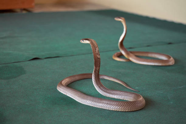 istock Snake show, beautiful shiny scales, beautiful bend 1211943287