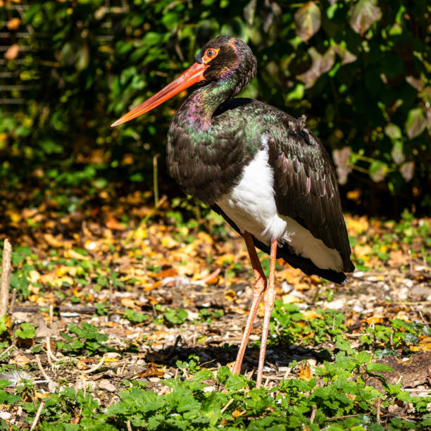 istock Black stork, Ciconia nigra in a german nature park 1211943549