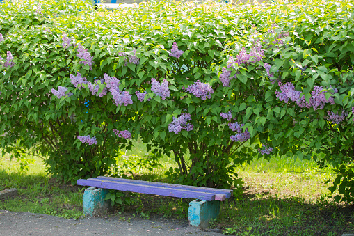 Wooden bench in the lilac bushes