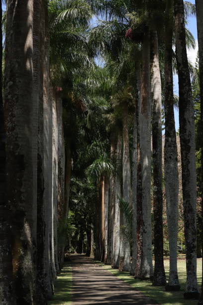 istock Palm Trees, Mauritius, Indian Ocean, Africa 1211945705