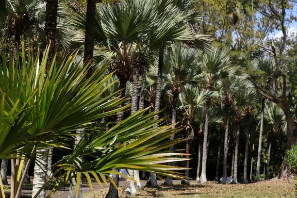 istock Palm Trees, Mauritius, Indian Ocean, Africa 1211945920
