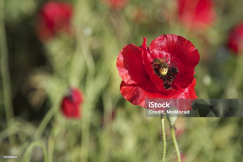 poppy y abeja - Foto de stock de Abeja libre de derechos