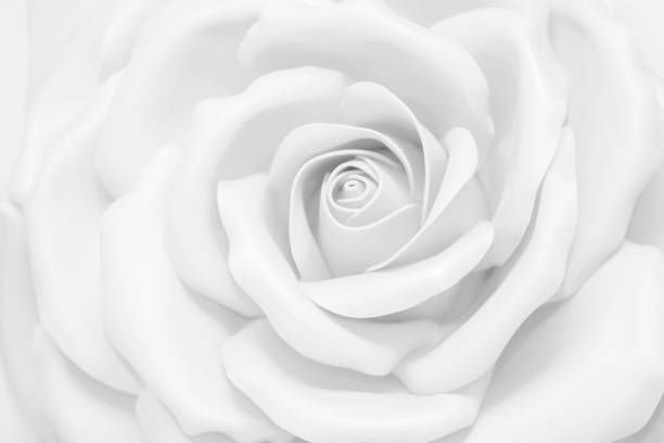 istock White rose large. Background light beautiful flower. 1211948616