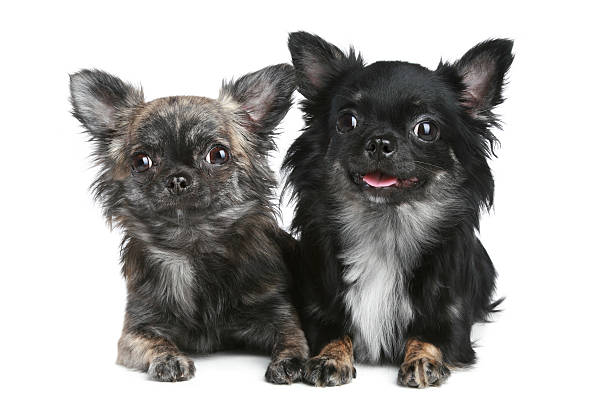 istock Two long-haired chihuahua dog on white background 121194894