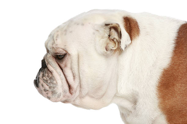istock English bulldog. Profile 121194900