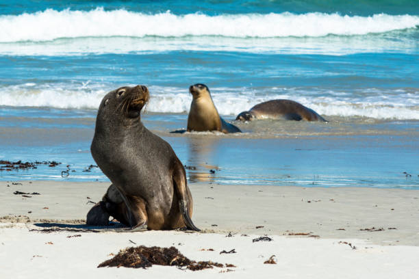 istock Seals on Seal bay 1211950017