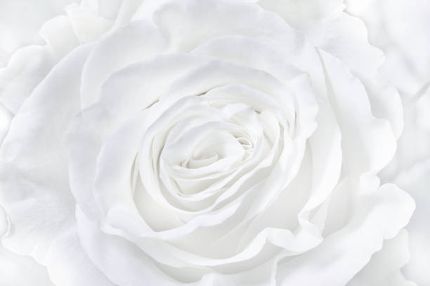 istock white rose background, place for your design 1211950711