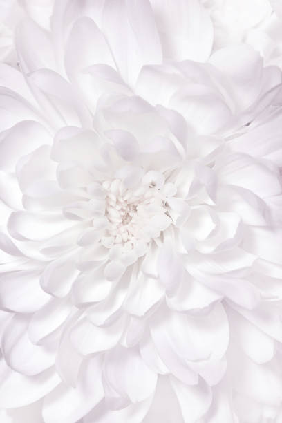 istock white dahlia background, place for your text 1211950712