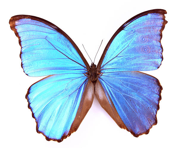 istock Morphidae:Shines with brilliant blue butterfly 121195131