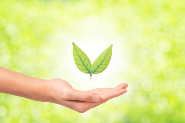 istock The leaves on the boy's hand 1211952284