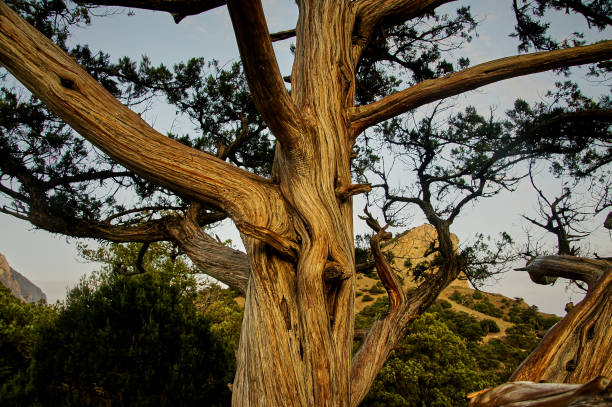 Relic juniper Juniperus Excelsa in the rays of the setting sun on a blurred background of greenery and rocks. The trunk of the tree is textured, which gives it a special beauty. Juniper grove. Crimea.