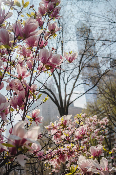 istock Almond bloom in spring Central park in New York 1211952900
