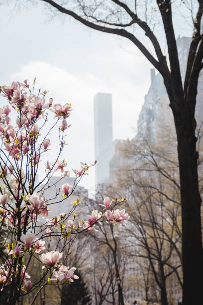 istock Almond bloom in spring Central park in New York 1211953100