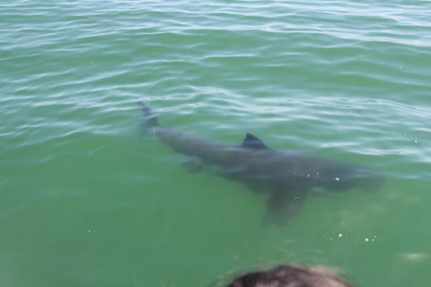 istock Shark Swimming Under Water - Close View 1211953210