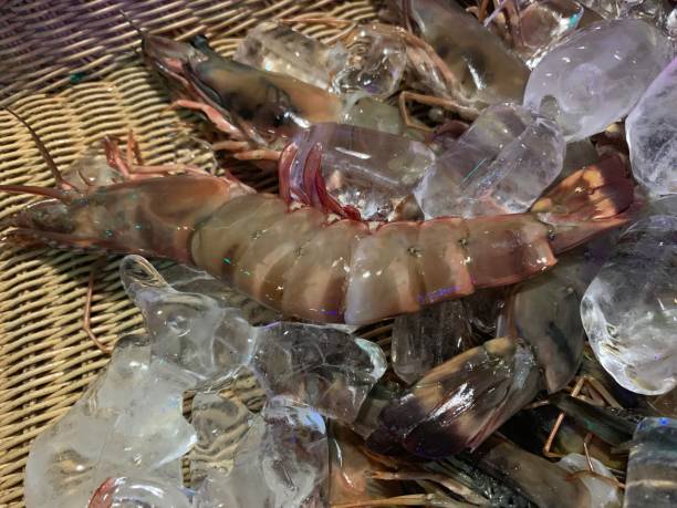 istock Lobster caught in a net 1211953226
