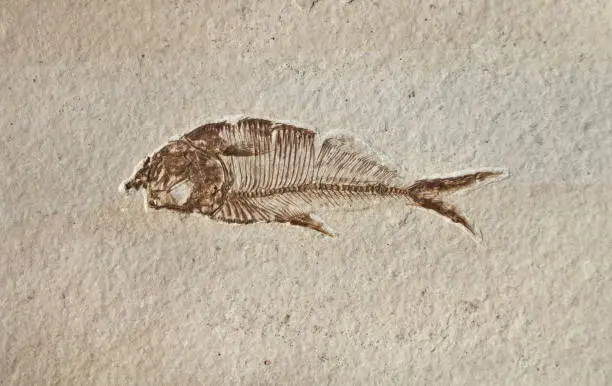 Photo of prehistoric fossil fish enclosed in stone rock