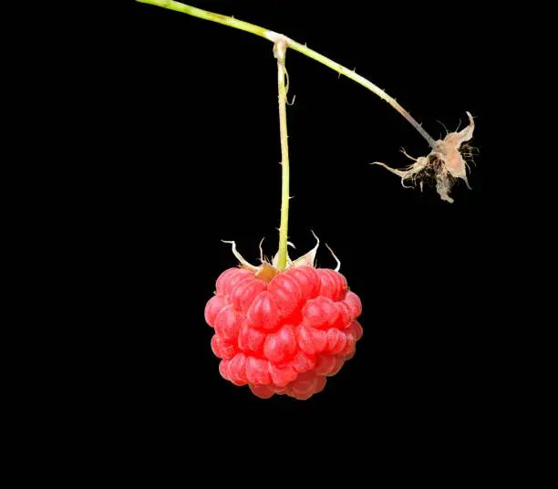 A close up of the branch of raspberry with red ripe berry. Isolated on black.