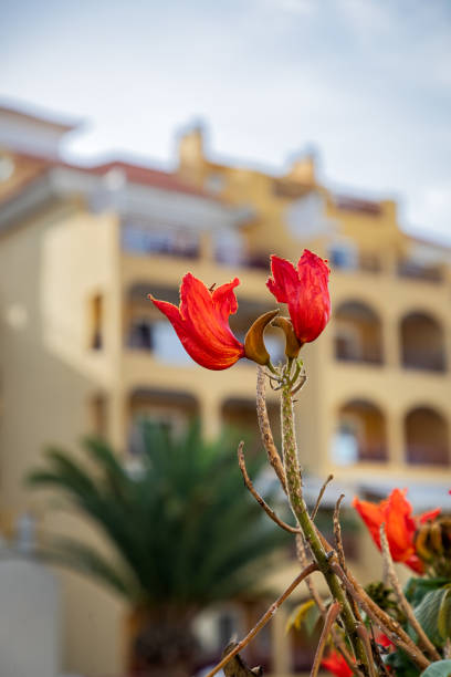 Red flower in front of out-of-focus hotel