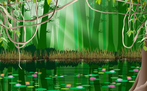 landscape lotus in the swamp in jungle marsh illustrations stock illustrations