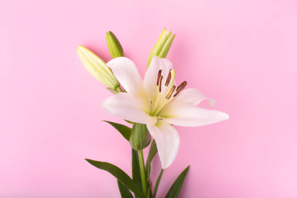 istock Lily flowers on pink background. Flowers composition. 1211956808