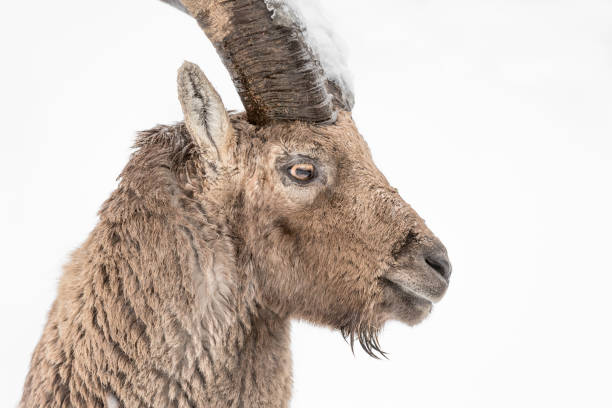 amazing portrait of the king of Alps mountains