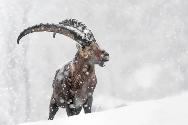Ibex struggle with snowstorm in Alps mountains