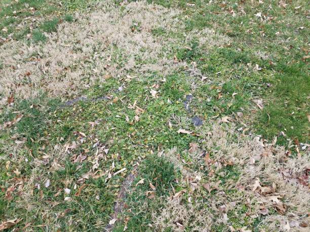 istock brown and green patch of lawn grass with tree roots 1211957200