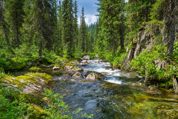 paisaje natural. pequeño arroyo de montaña del río que fluye a través del bosque. el concepto de aire ambiental limpio de la naturaleza - stream forest river waterfall fotografías e imágenes de stock