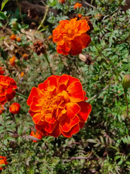 istock Orange Mexican Marigold or Aztec marigold flower 1211958630