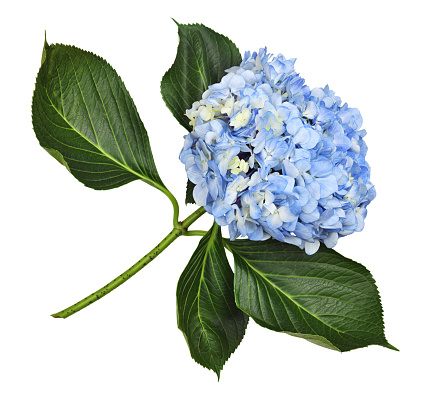Blue hydrangea flower isolated on white