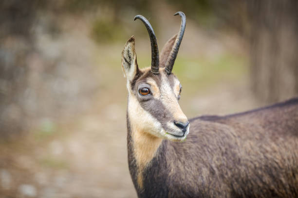 European wildlife