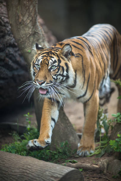 istock Closeup of a Siberian tiger 1211960845