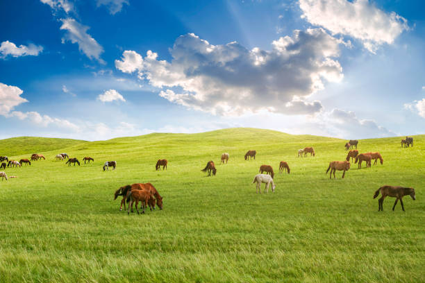 草原と大草原の馬 - horse panoramic scenics prairie ストックフォトと画像