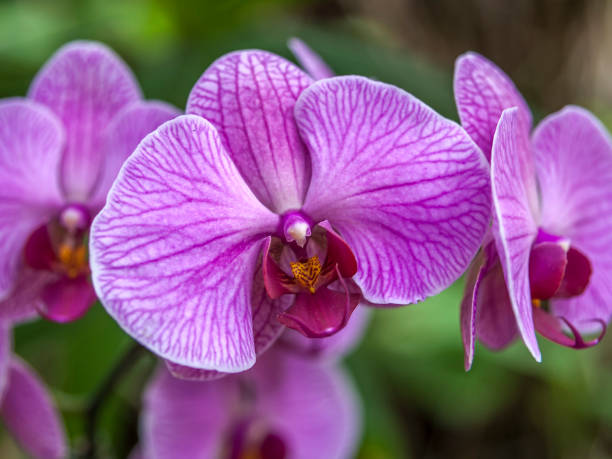 istock Beautiful orchids of Thailand. 1211961835