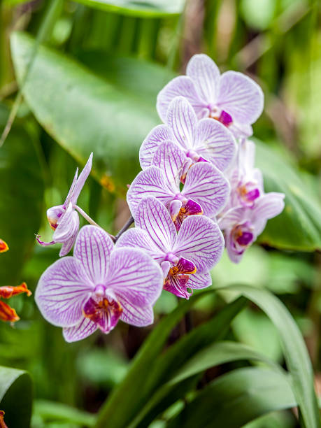 istock Beautiful orchids of Thailand. 1211962297