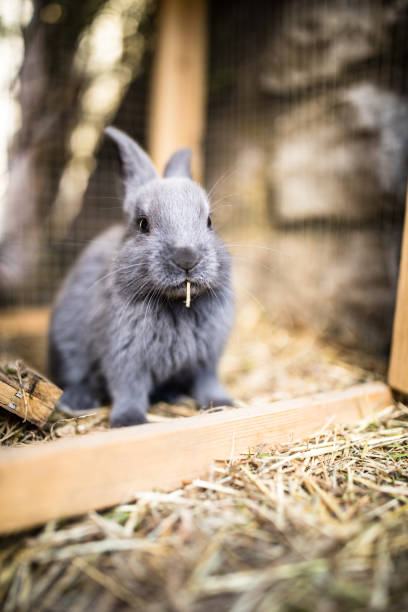lindobebé conejos en una granja - new zealand fotos fotografías e imágenes de stock