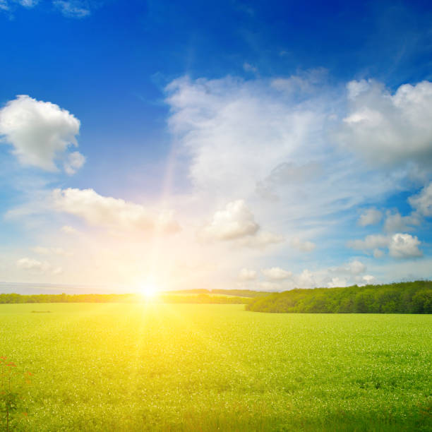 istock Green field and blue sky with light clouds. Bright sunrise over the horizon. 1211963836
