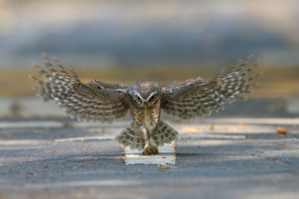 istock The owl flew its prey on the ground., 1211964485