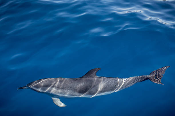 istock Spotted dolphin in the ocean 1211964512