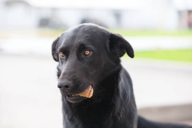 Black dog with food in his teeth