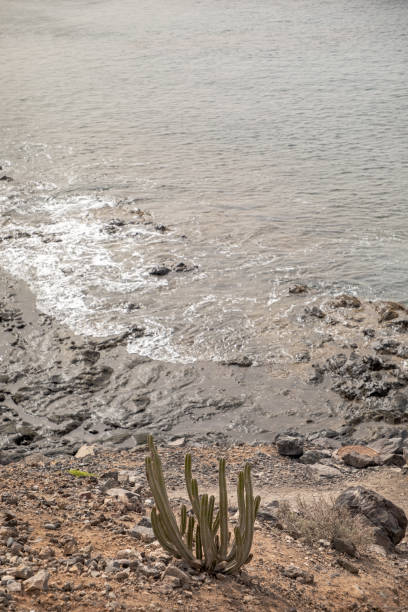 istock Spurge plants at a stony beach 1211966867