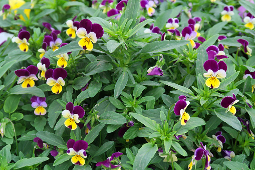 Image of purple and yellow flowering pansies and primroses growing in garden centre , multicoloured pansy flowers, violas, blooms and plants, springtime public park garden, annual summer bedding garden border