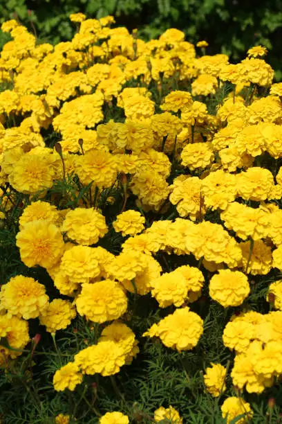 Photo of Image of closeup of yellow African marigold flowers in summer garden, flowering marigolds tagetes photo in full bloom, leaves, flowerbuds thriving in full sunshine.
