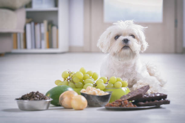 Little dog and food toxic to him Little white maltese dog and food ingredients toxic to him terrible meal stock pictures, royalty-free photos & images
